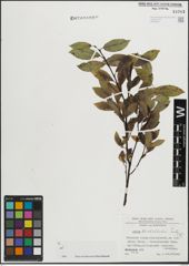 Foto von Salix mielichhoferi Saut.
